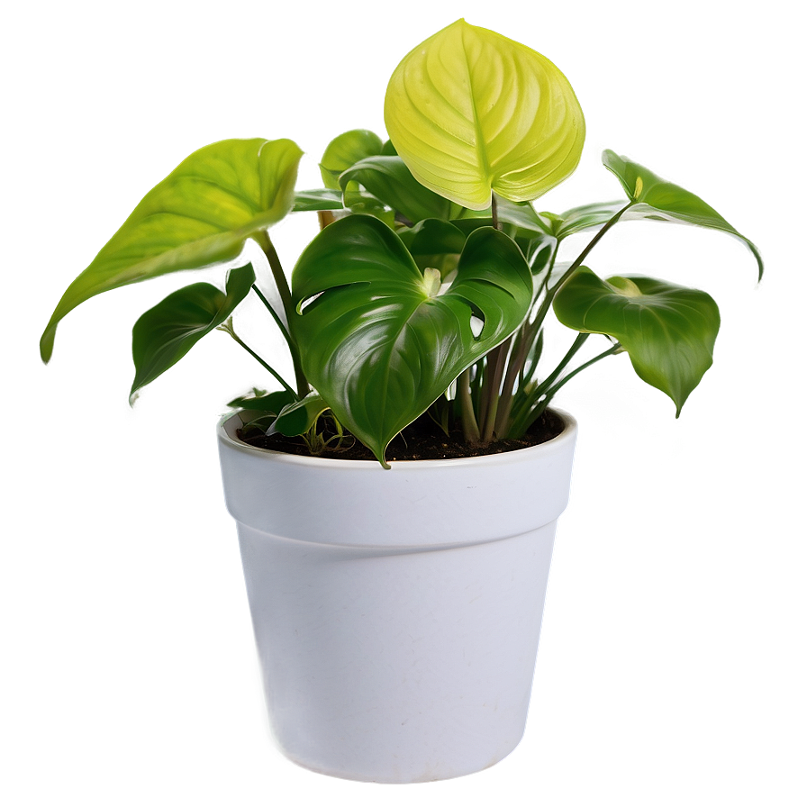 Pothos Plant Gift Ideas Png Wbv