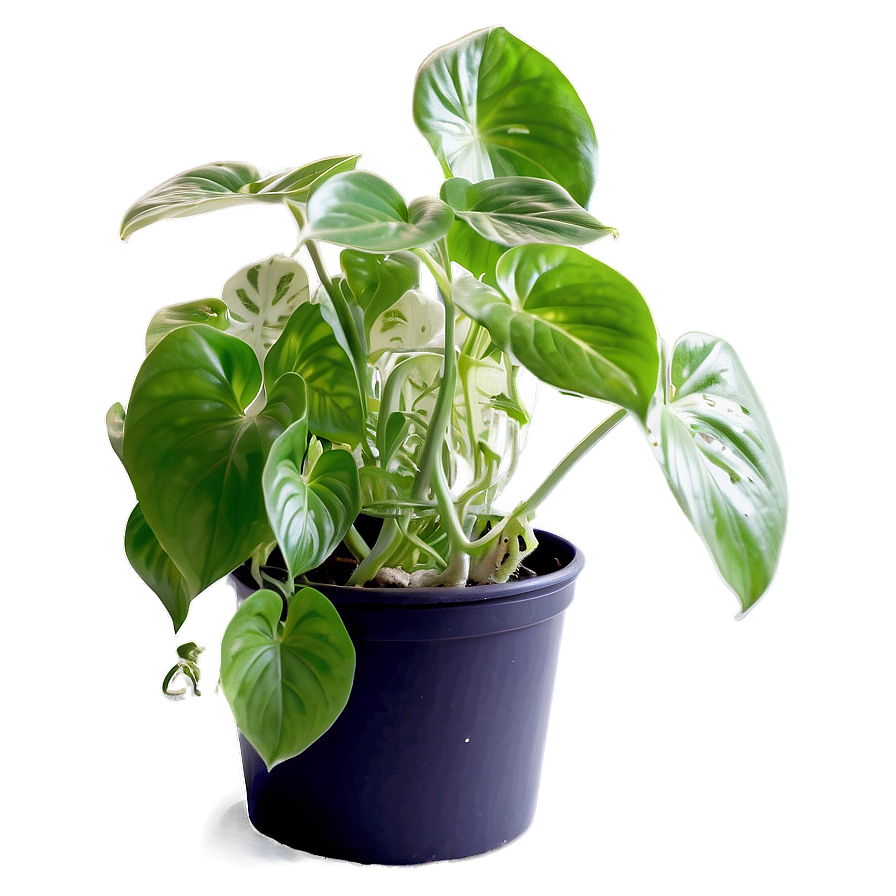 Pothos Plant Health Benefits Png 26