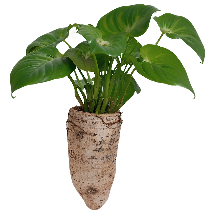 Pothos Root Rot Prevention Tips Png 06272024