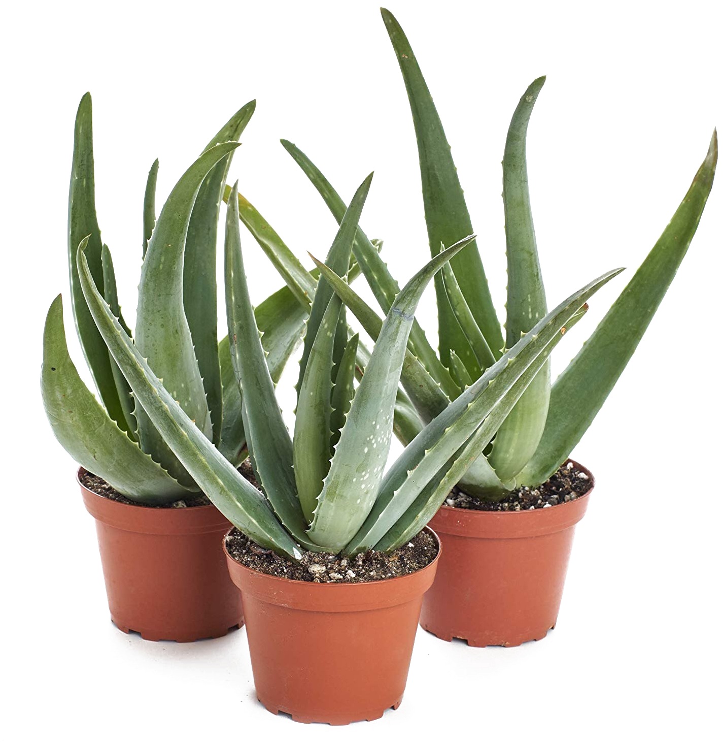 Potted Aloe Vera Plants