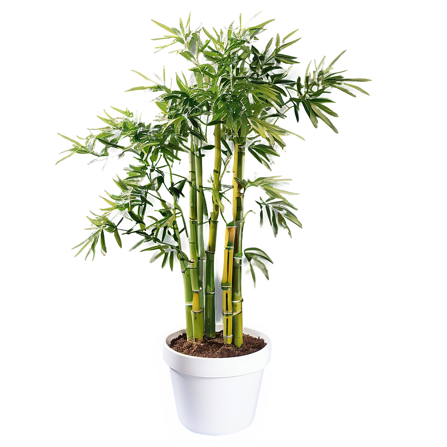 Potted Bamboo Plants Png Nxk