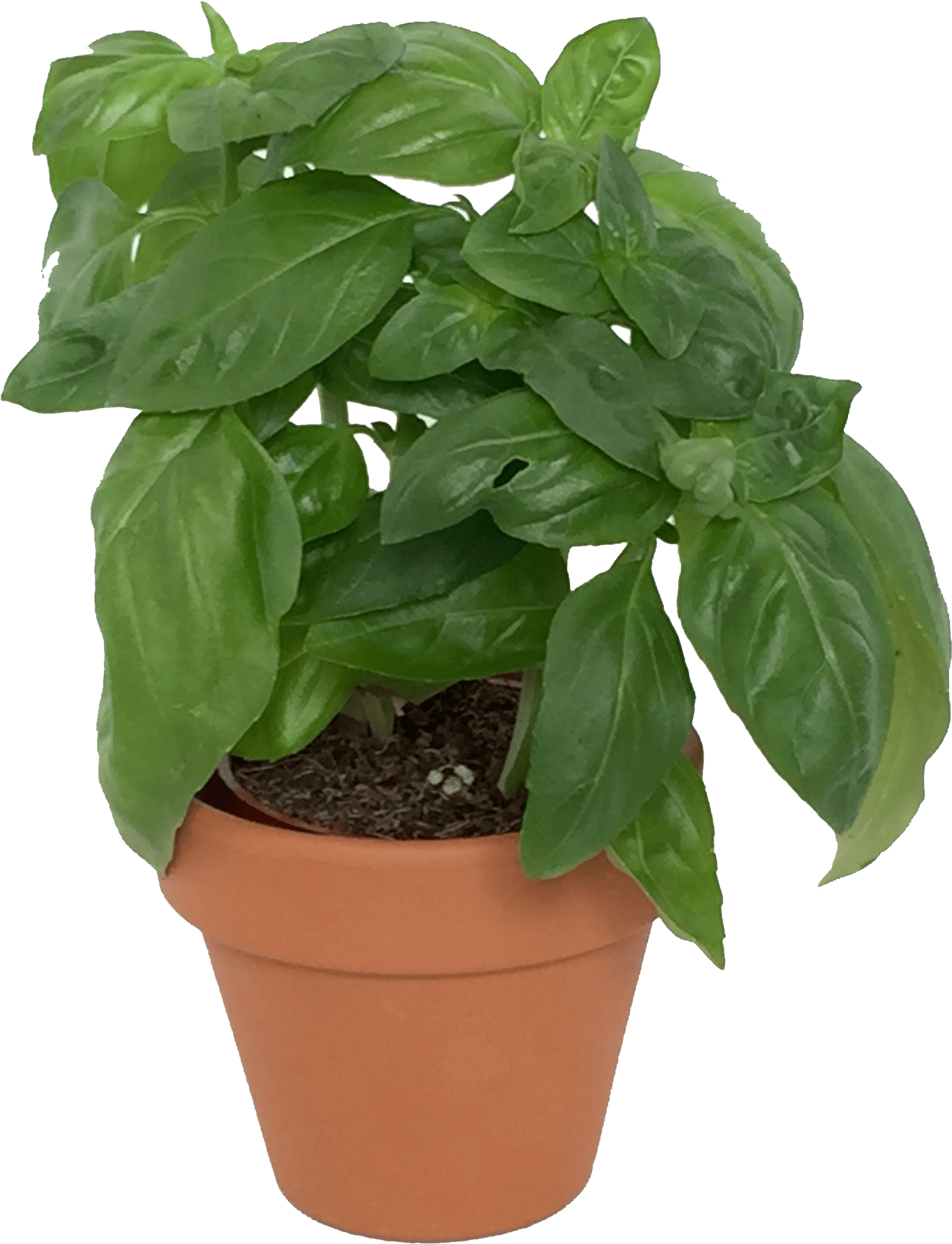 Potted Basil Plant