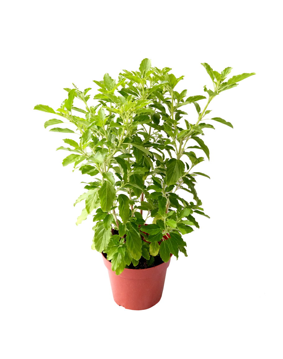 Potted Basil Plant.png