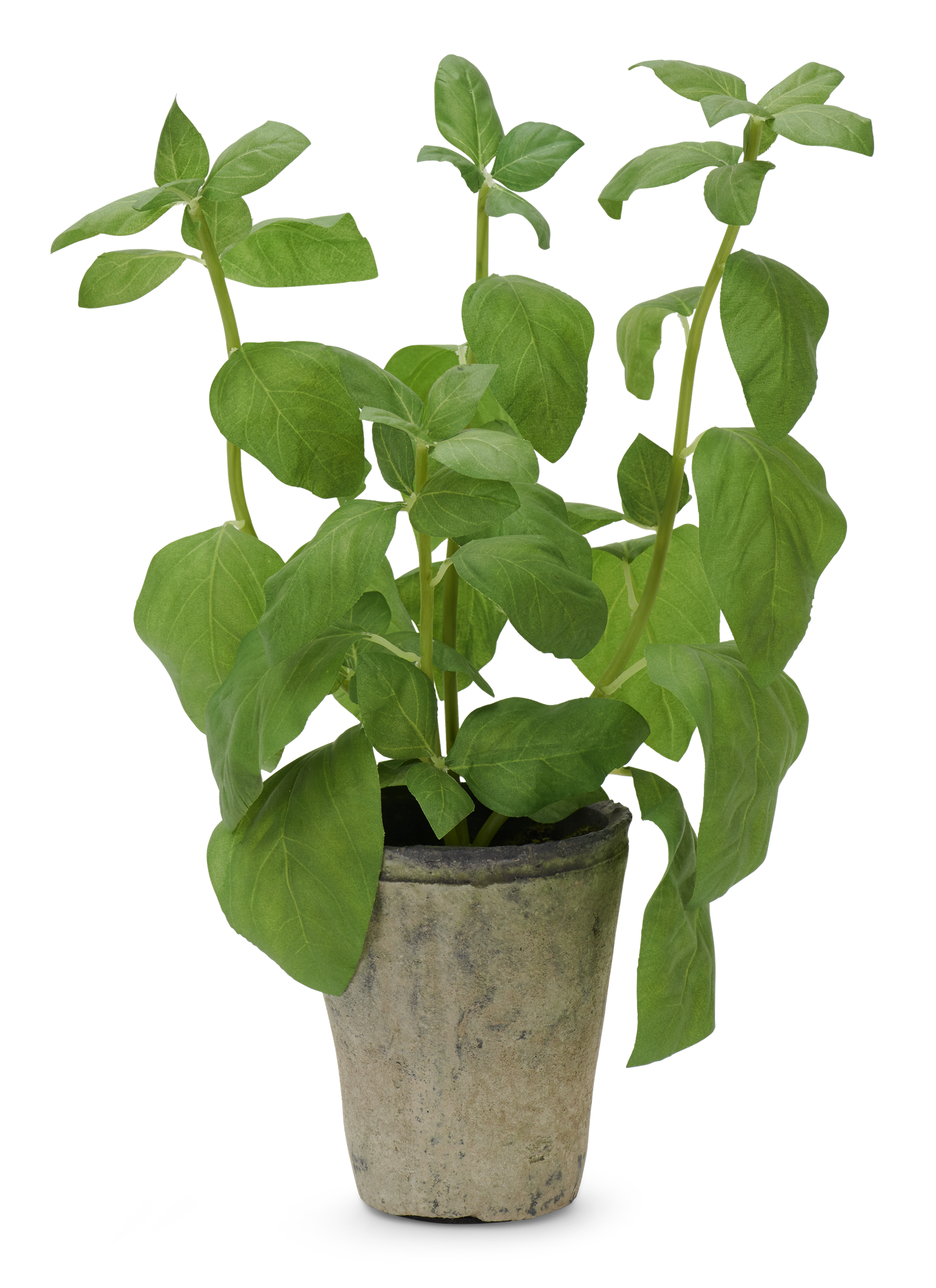 Potted Basil Plant