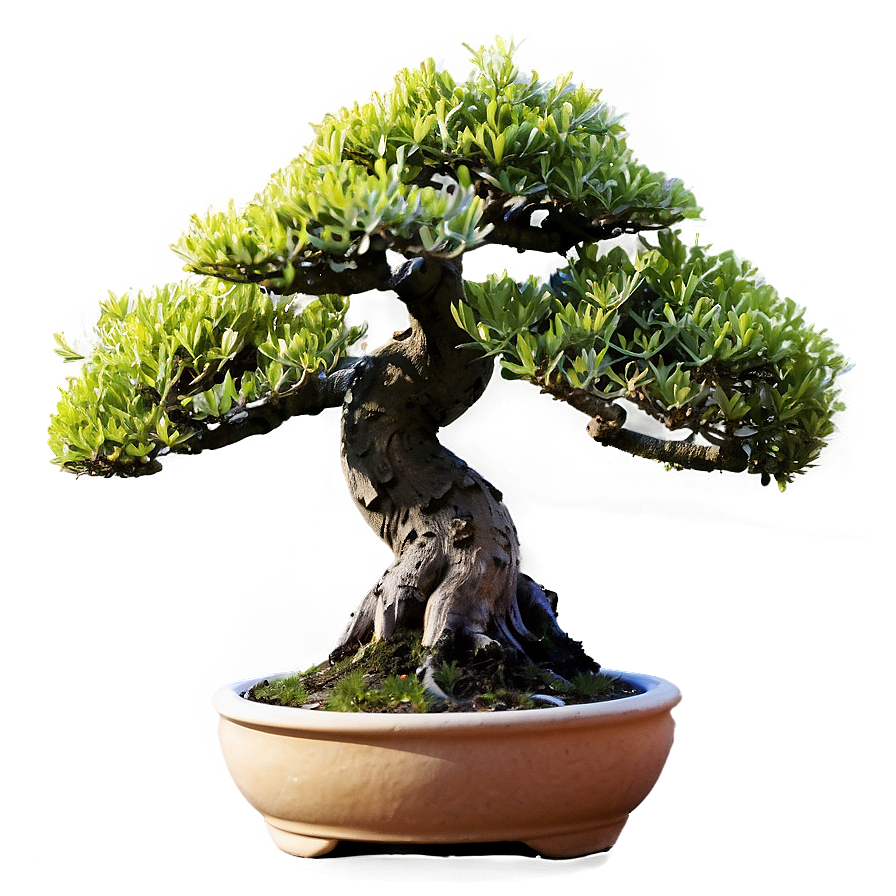 Potted Bonsai Trees Png Yom