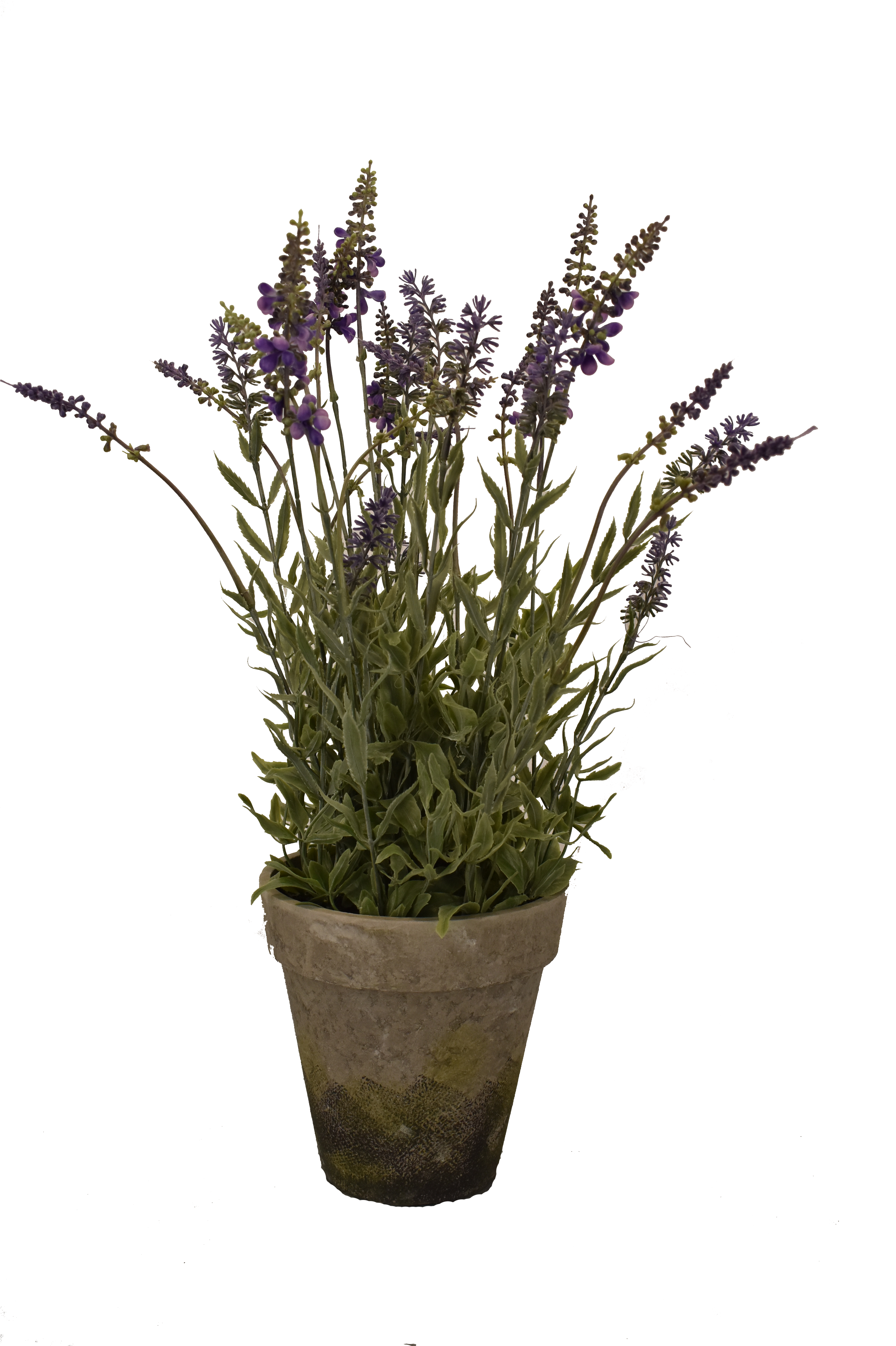 Potted_ English_ Lavender_ Plant