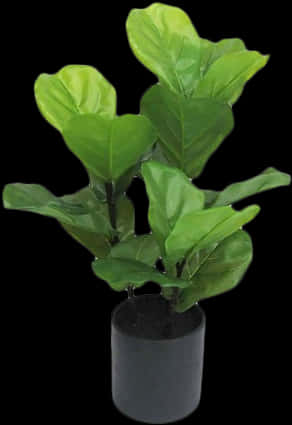 Potted Fiddle Leaf Fig Plant