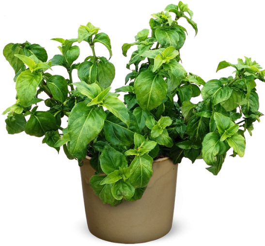 Potted Fresh Basil Herb