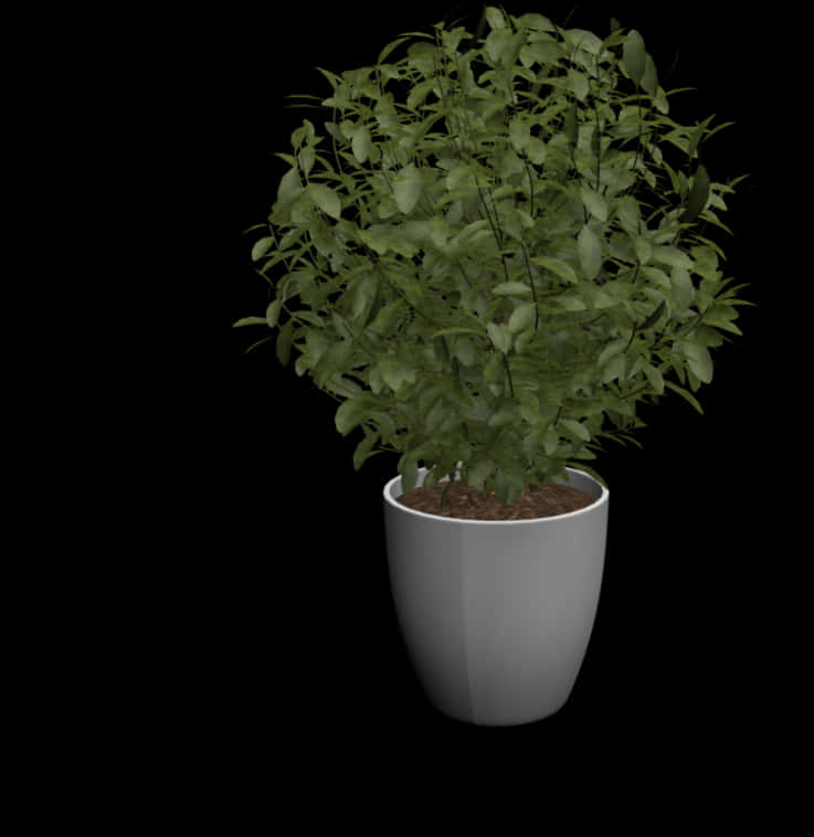 Potted Green Plant Black Background