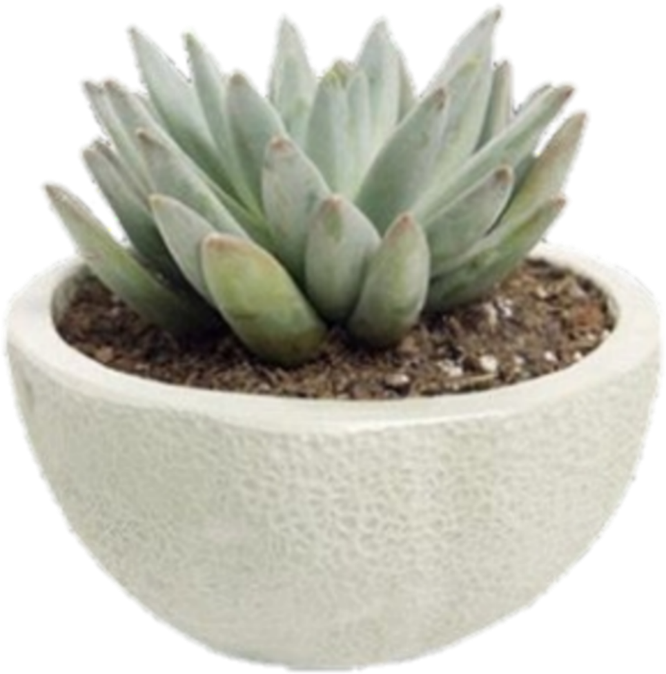 Potted Green Succulent Plant