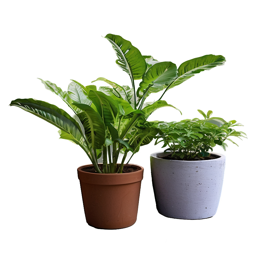 Potted Medicinal Plants Png Foj