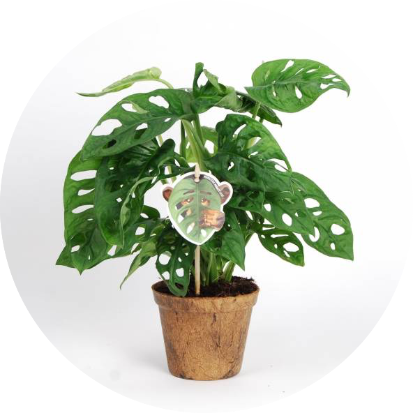 Potted Monstera Deliciosa Plant