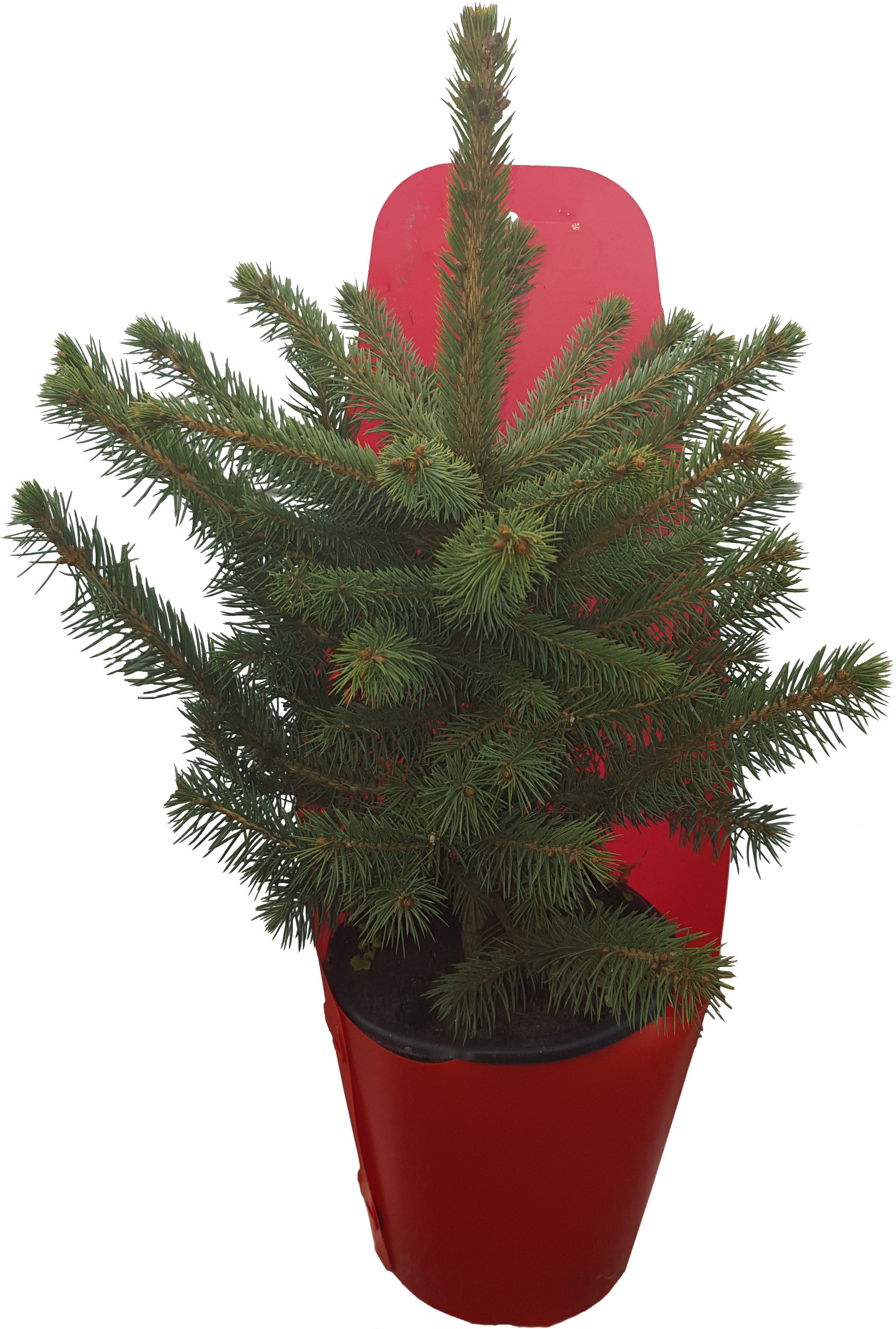 Potted Norfolk Island Pine Plant