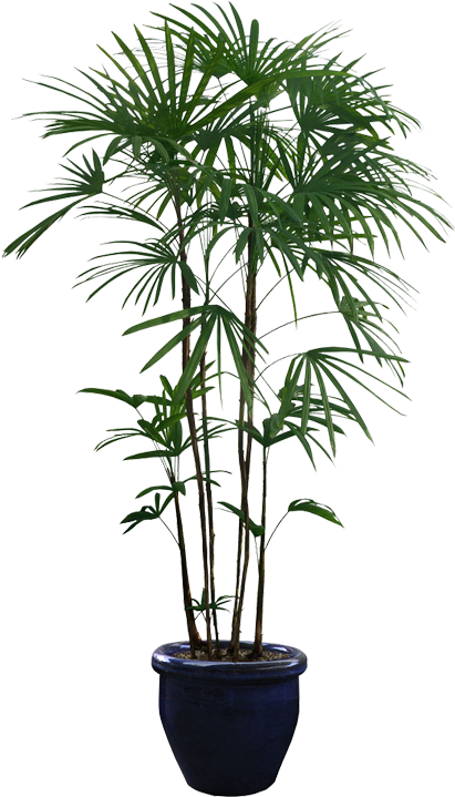 Potted_ Palm_ Plant_ Isolated_ Background.png