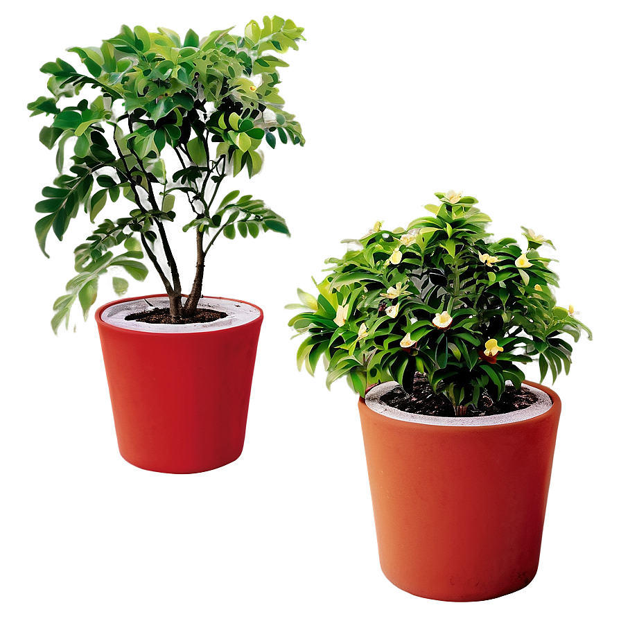 Potted Plants Png 50