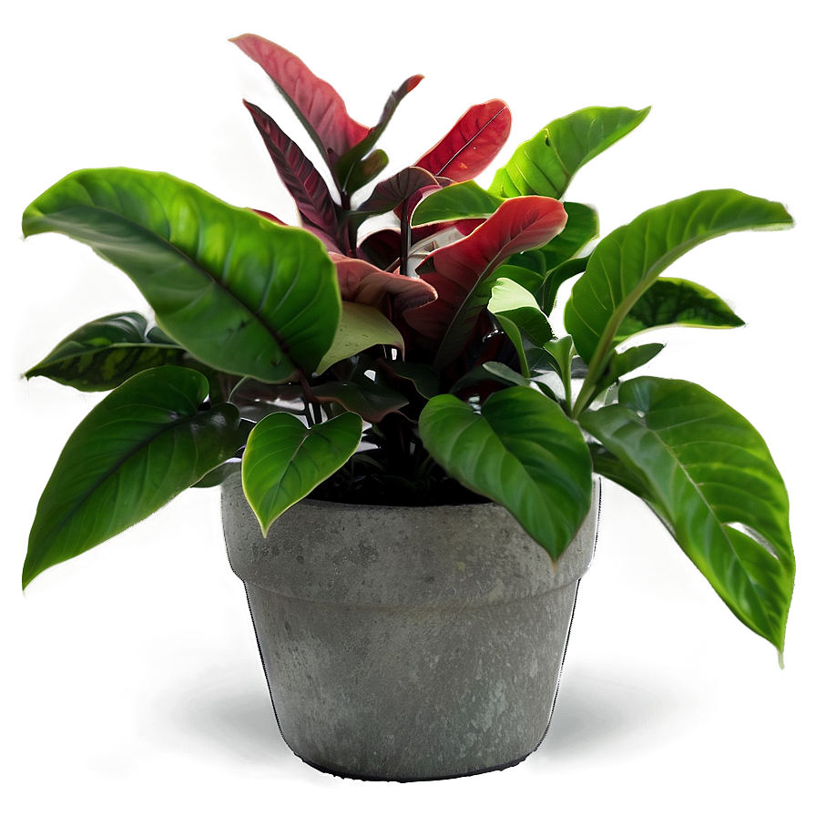 Potted Plants Png Eok78