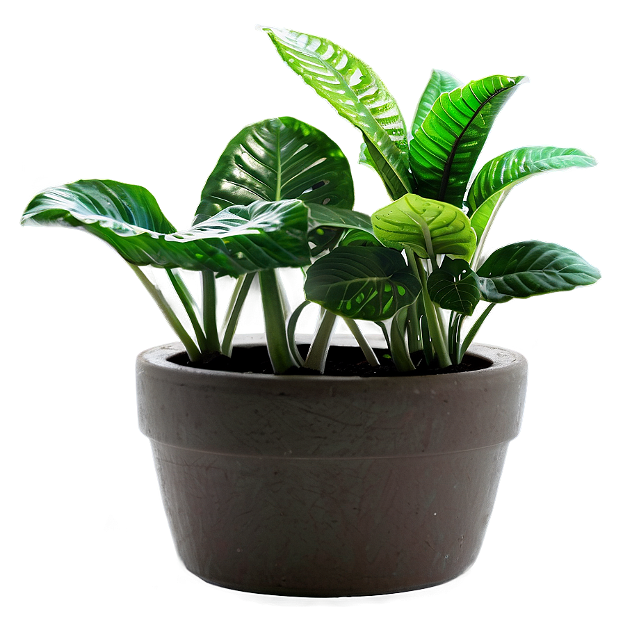 Potted Plants Png Wdf