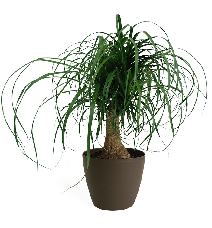 Potted Ponytail Palm Plant