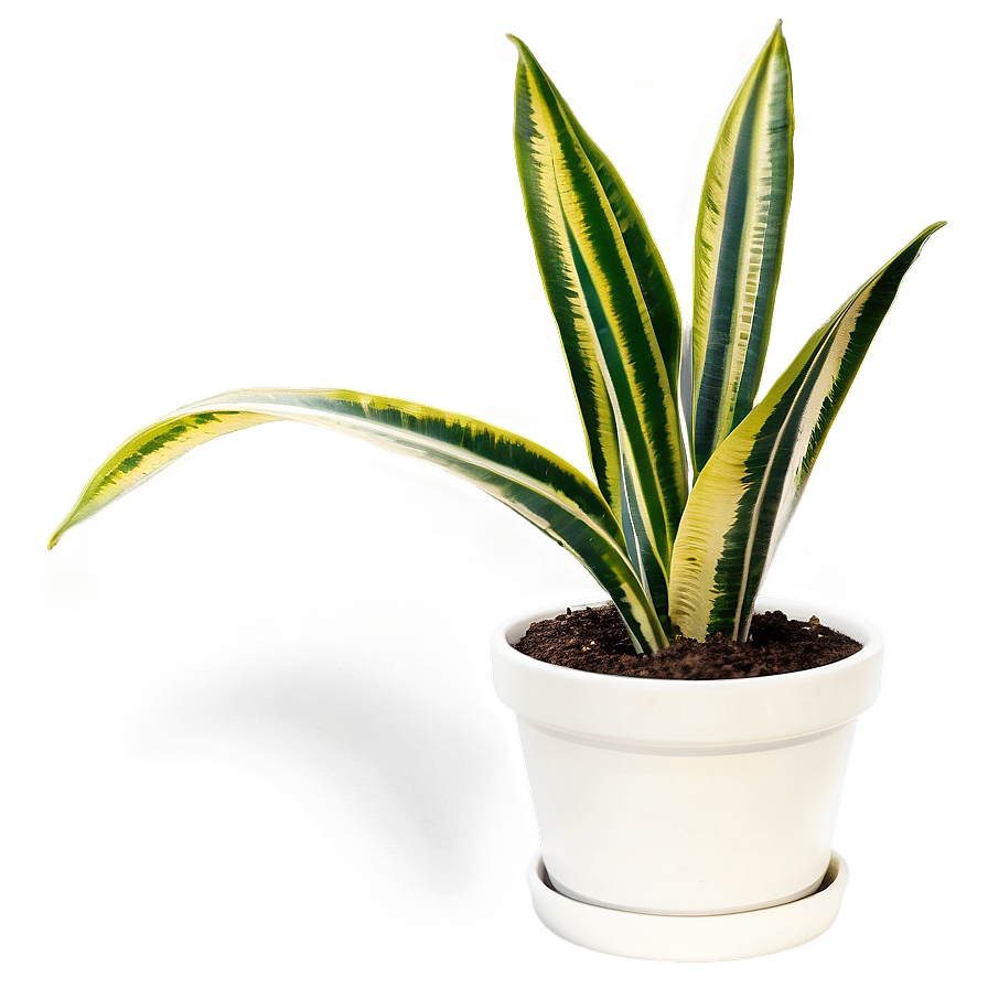 Potted Snake Plant Png 06122024