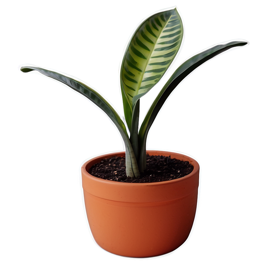 Potted Snake Plant Png 06122024