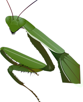 Praying Mantis Illustration