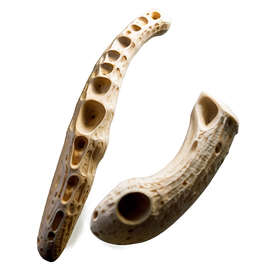 Prehistoric Animal Bone Png Ejj