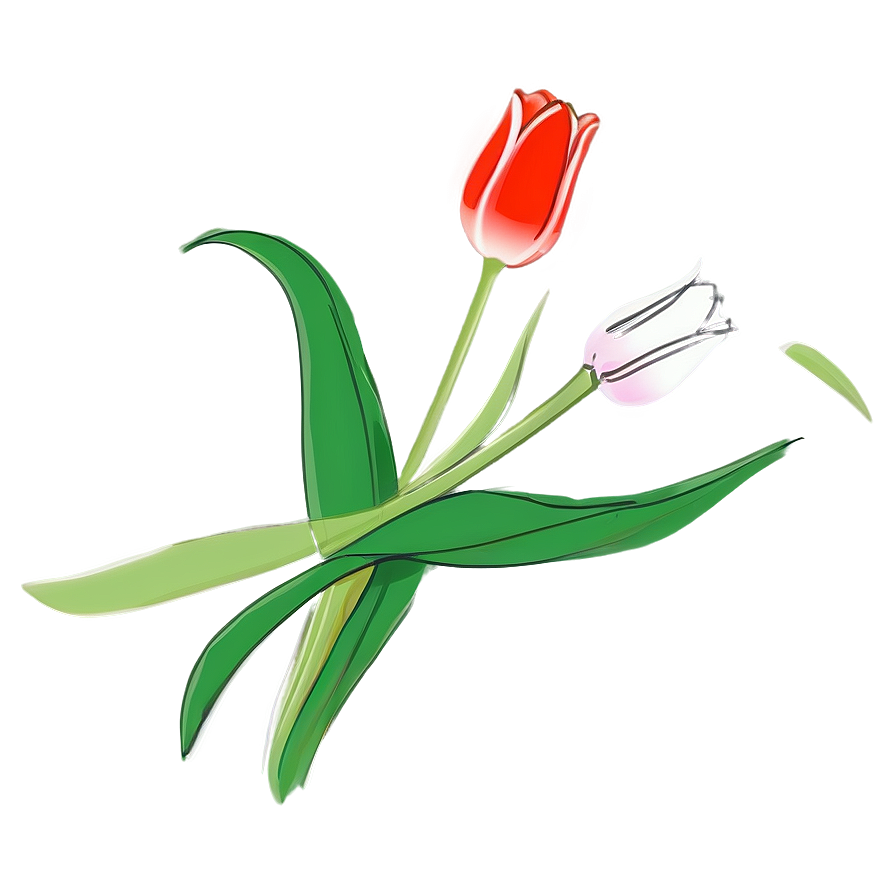 Pretty Tulip Sketch Png 62