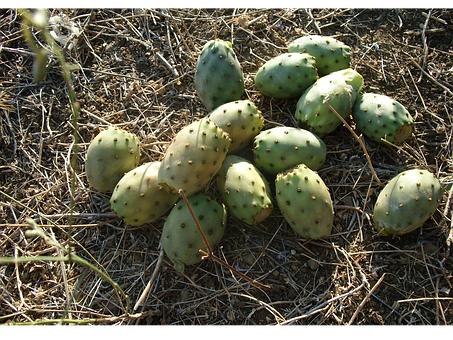 Prickly Pear Cactus Fruiton Ground.jpg