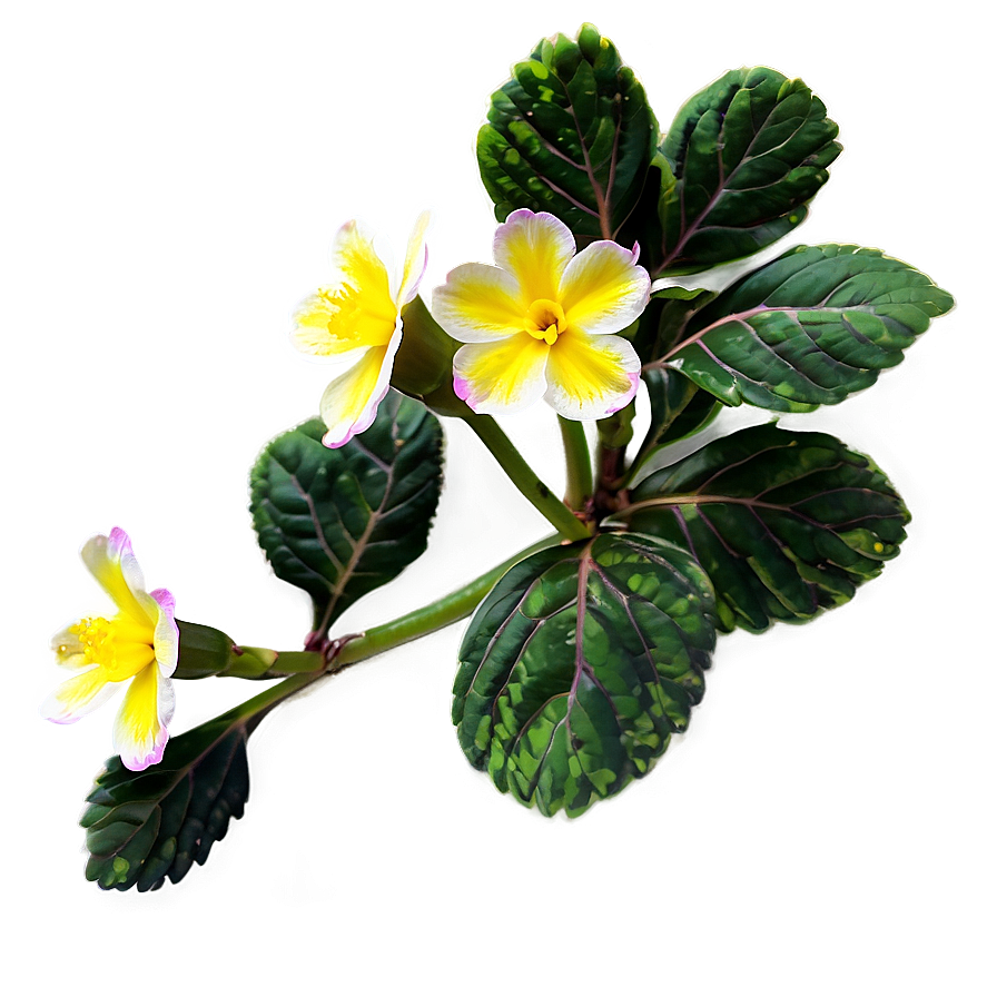 Primrose Flower Bush Png 06122024