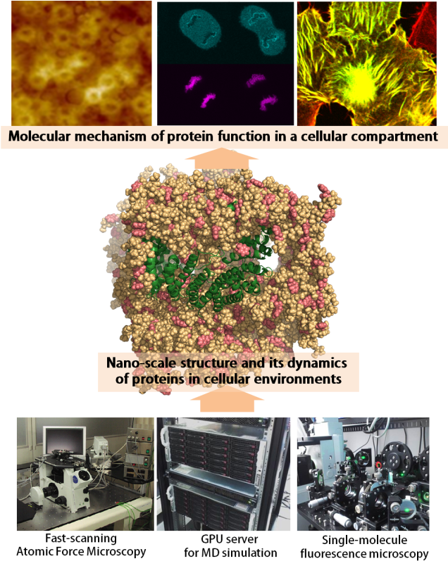 Protein Function Molecular Mechanism Research