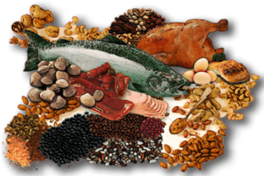 Protein Sources Collage