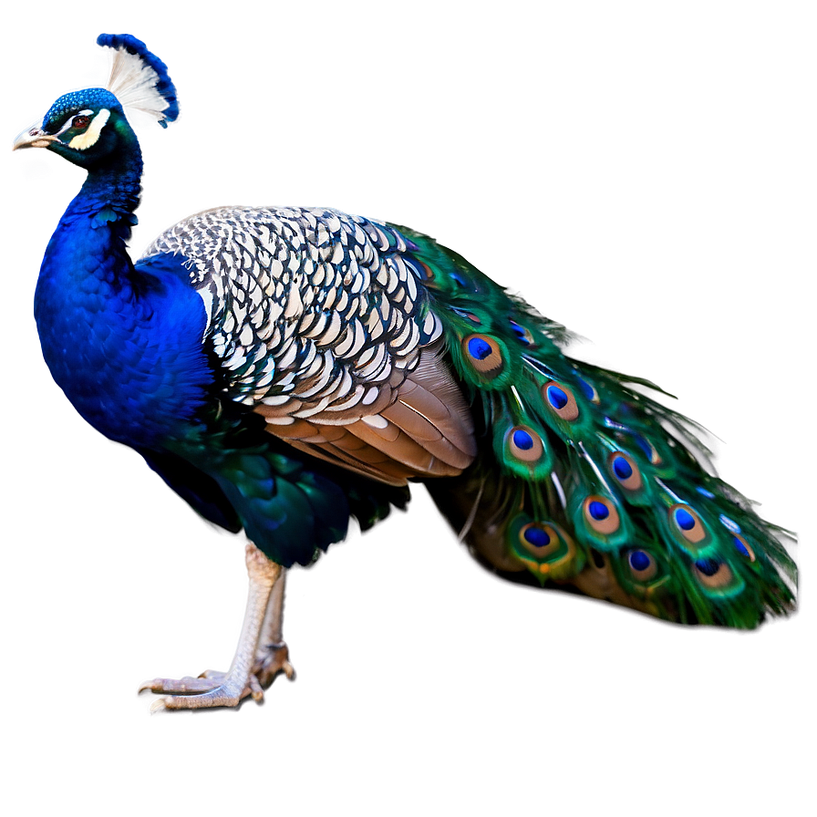 Proud Peacock Png 57