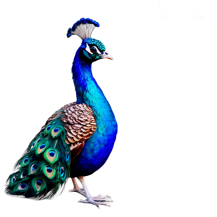 Proud Peacock Png Hbd75