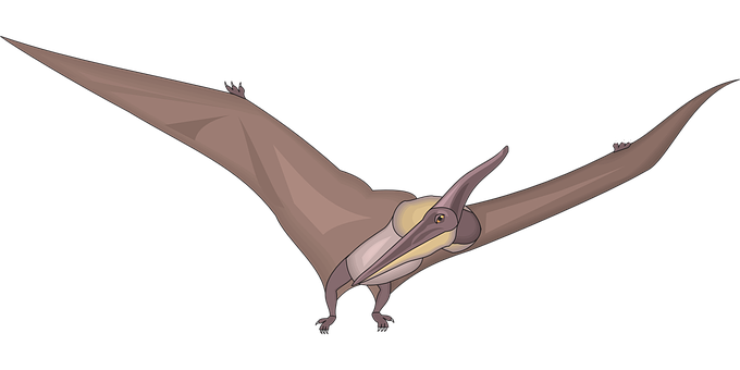 Pterosaur Illustration Flying Dinosaur