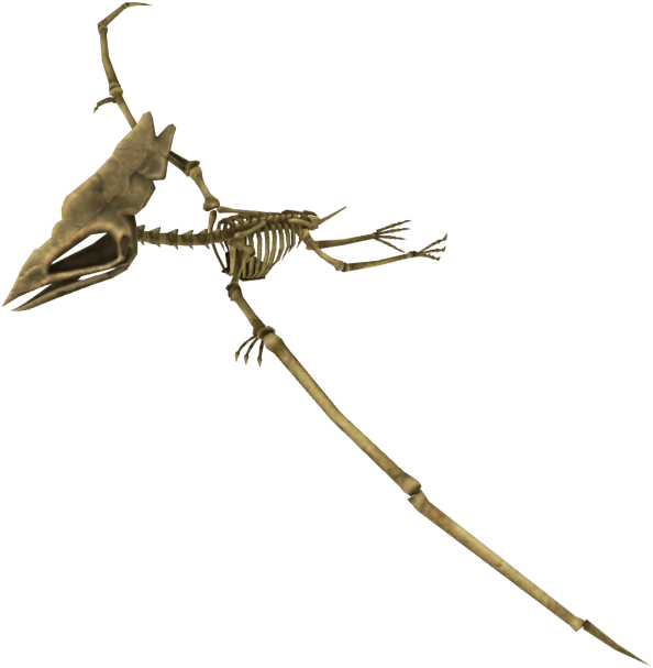 Pterosaur Skeleton Fossil