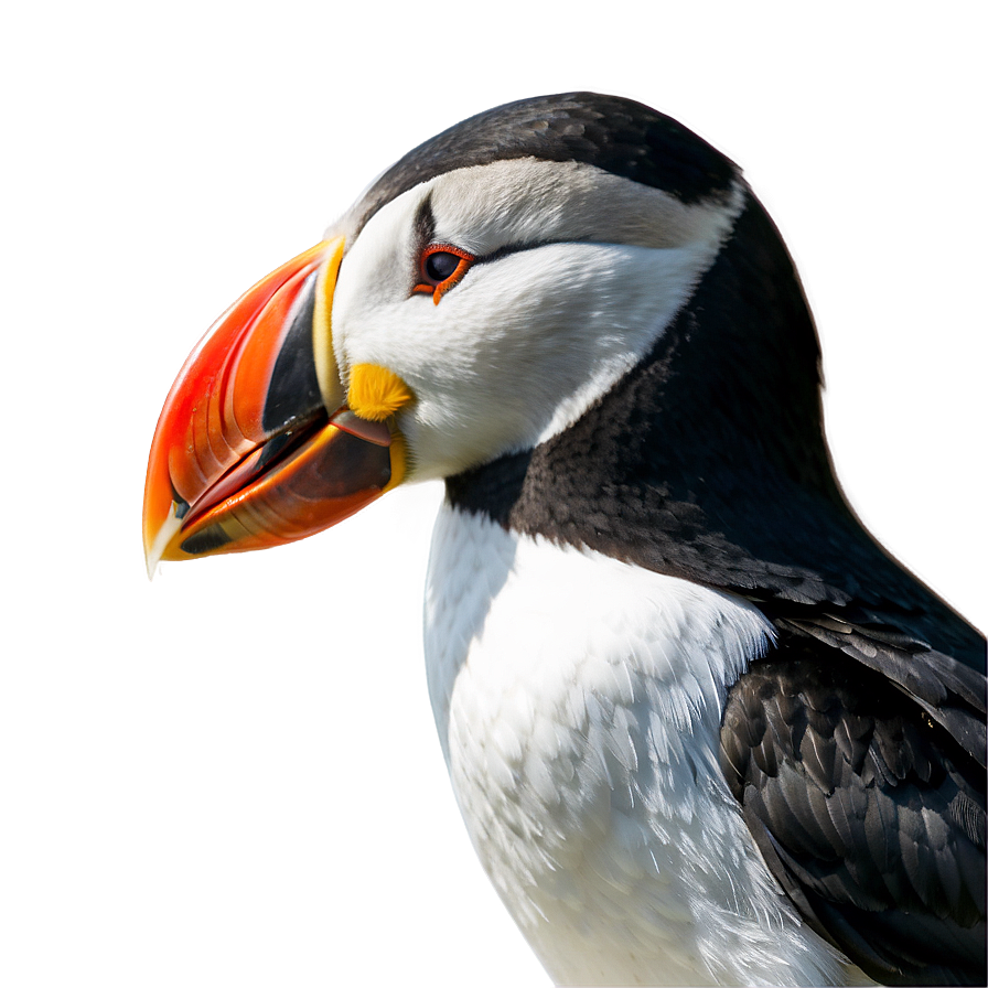 Puffin Beak Closeup Png 06292024