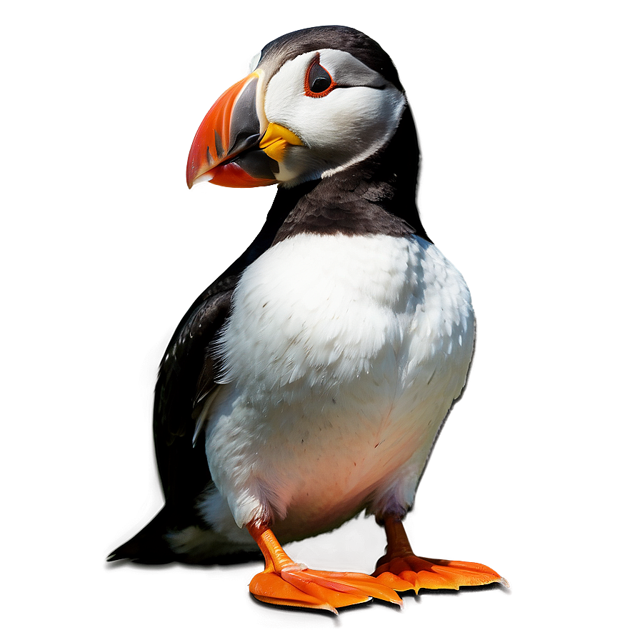 Puffin Bird Cute Png 05032024