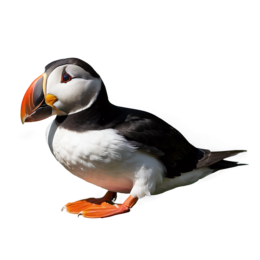 Puffin In Detail Png Htj27