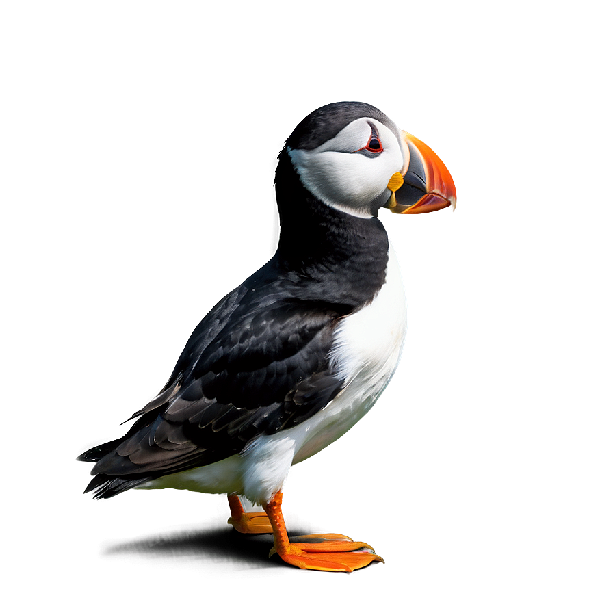 Puffin In Nature Png Lno20