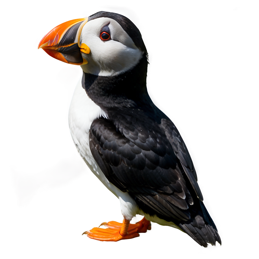 Puffin In The Wild Png 37