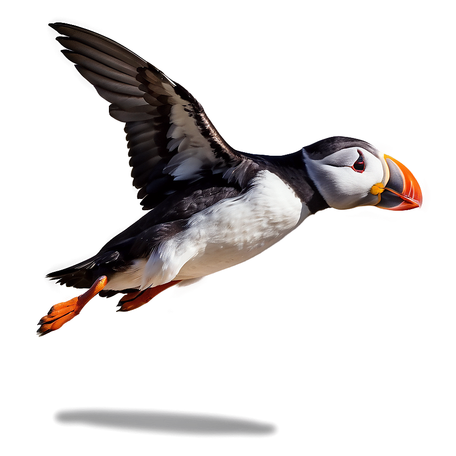 Puffin Landing Png 06292024