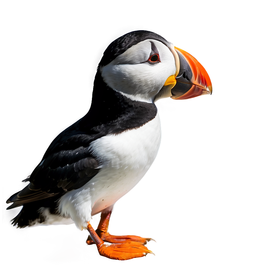 Puffin Profile View Png 06292024