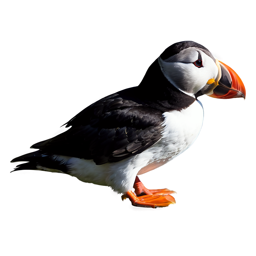 Puffin Profile View Png 90