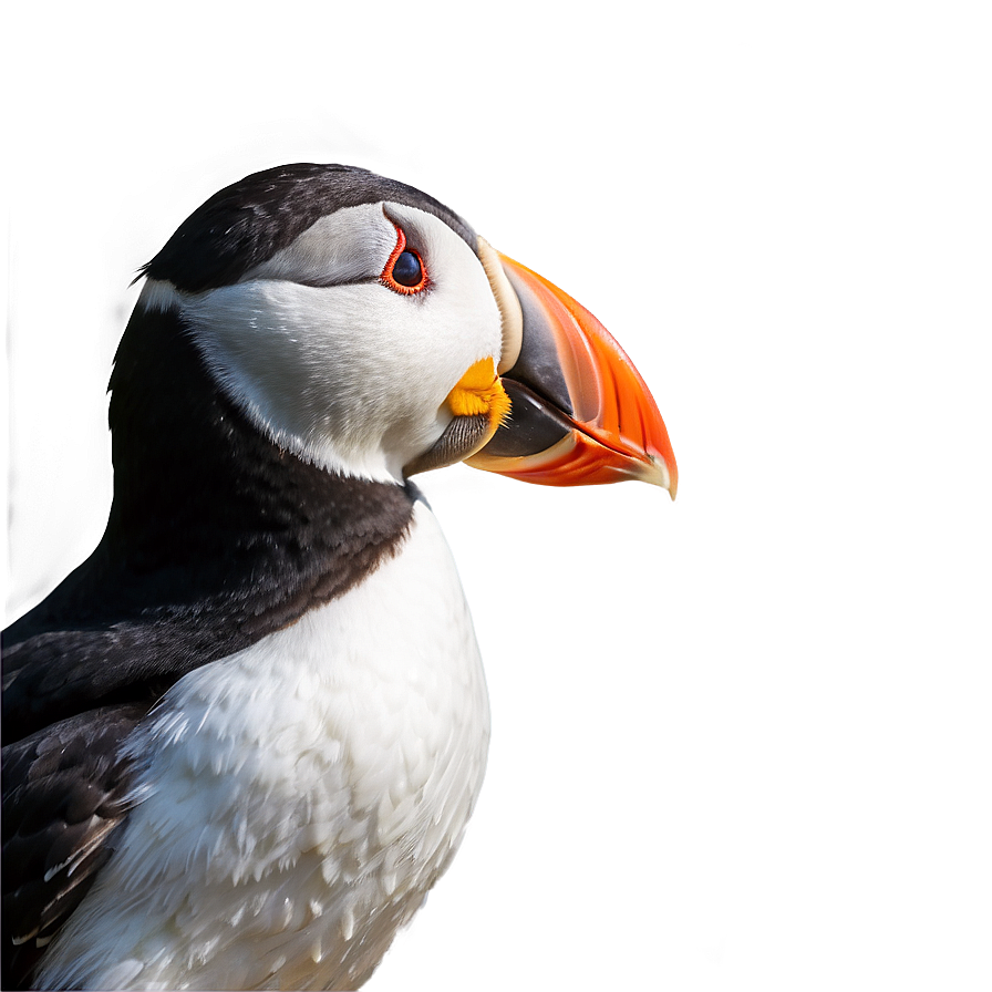 Puffin Profile View Png Xoo6