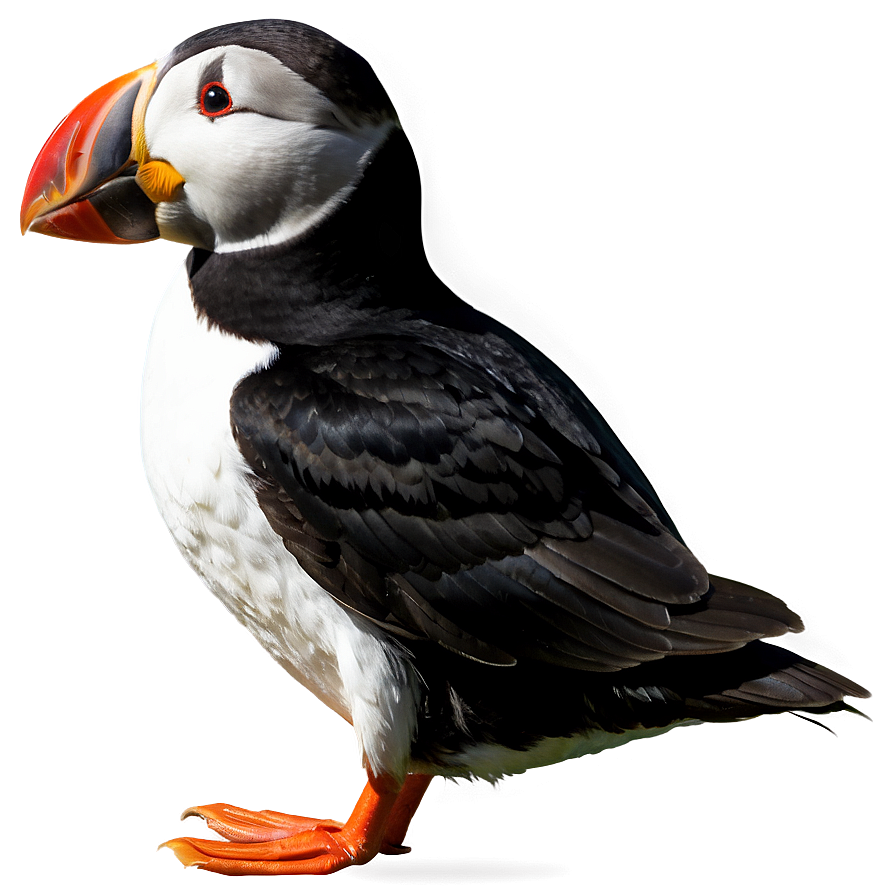 Puffin Side Profile Png Xdt