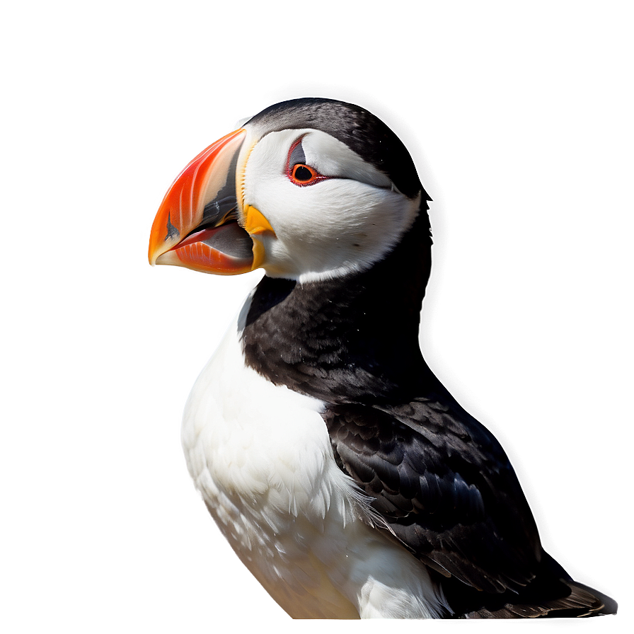 Puffin Wildlife Photography Png Tdy67