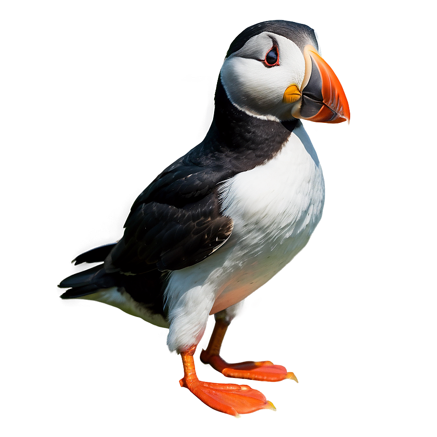 Puffin With Fish Png Uhd