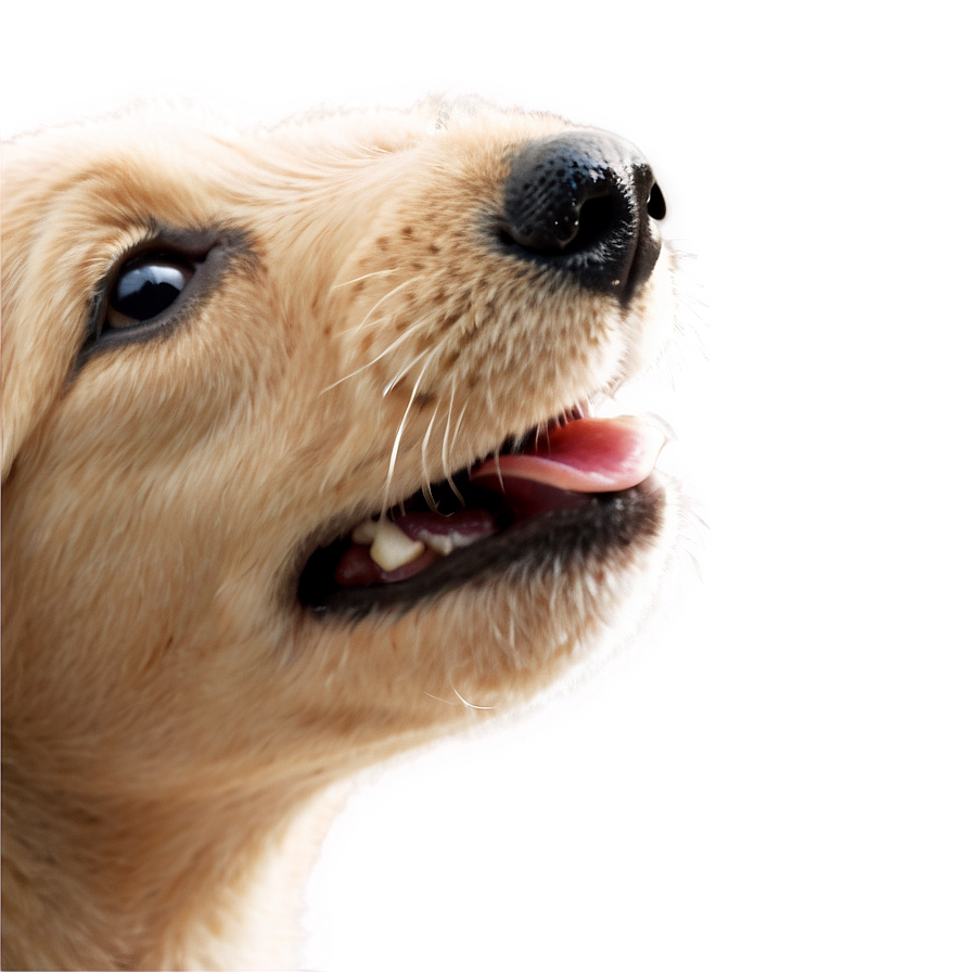 Puppy Nose Texture Png Irp99