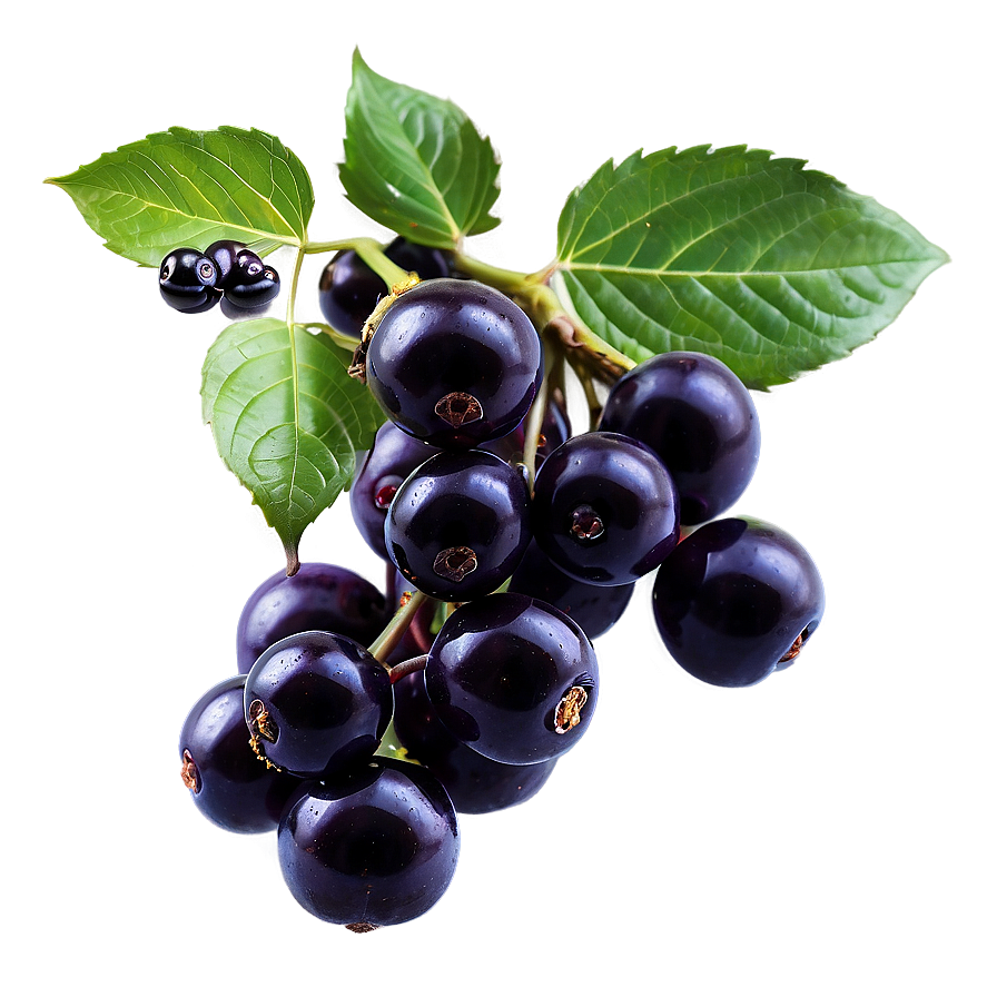 Pure Elderberry Png 06252024