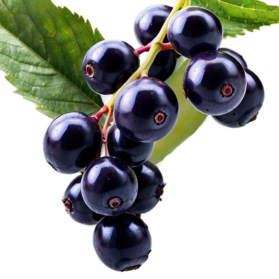 Pure Elderberry Png Lse25